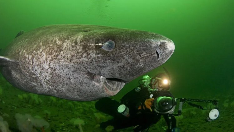 Reaparece el animal más viejo del mundo