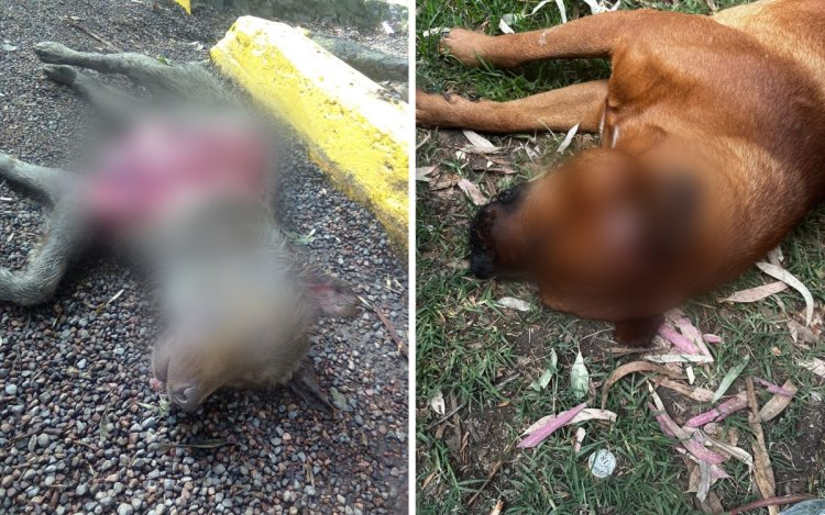 Buscan a presunto asesino serial de perritos en Xochimilco, en la CDMX