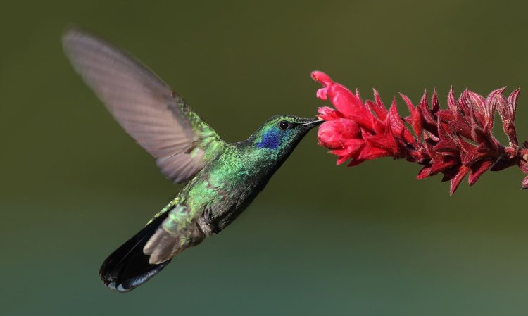 Existirá en Tamaulipas jardines polinizadores