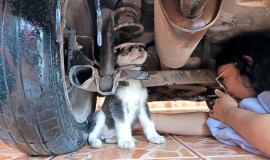 Bomberos rescataron a perrito husky que quedó atorado en la suspensión de un auto en Jalisco