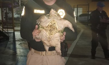 Encuentran extraña especie de tortuga rondando por calles de la CDMX
