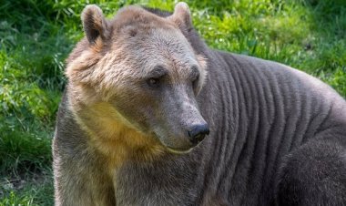 El oso grolar es la especie que surgió a causa del cambio climático