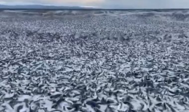 Reportan presencia de peces muertos en las costas de Japón