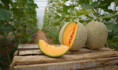 Cofepris cierra planta de melones relacionada con recientes brotes de salmonelosis