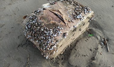 Encuentran presuntos paquetes de droga en playa de Veracruz