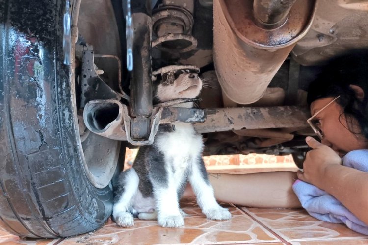 Bomberos rescataron a perrito husky que quedó atorado en la suspensión de un auto en Jalisco