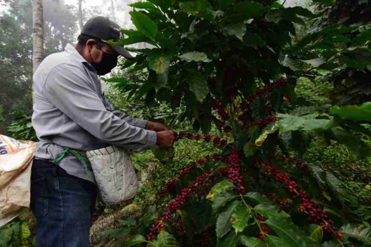 En riesgo el 60 por ciento de cafetales en Veracruz para el 2024