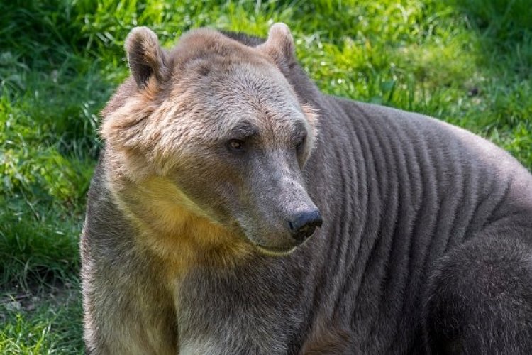 El oso grolar es la especie que surgió a causa del cambio climático