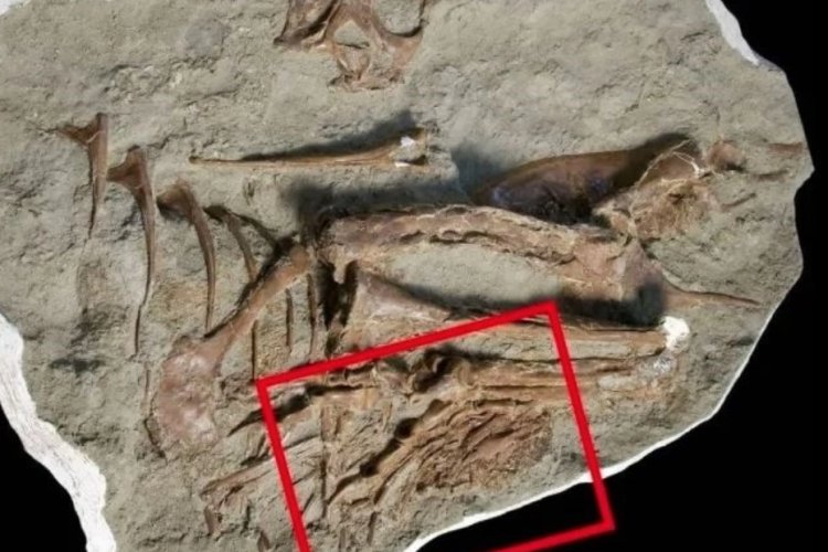 Encuentran alimento preservado en el estómago de un fósil de tiranosaurio