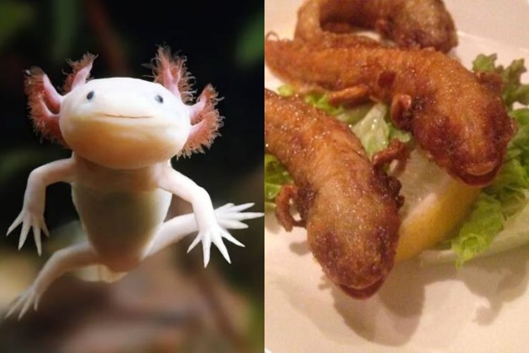 Causa indignación ajolotes fritos en menú de restaurante japonés de comida exótica