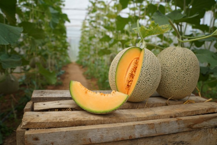 Cofepris cierra planta de melones relacionada con recientes brotes de salmonelosis