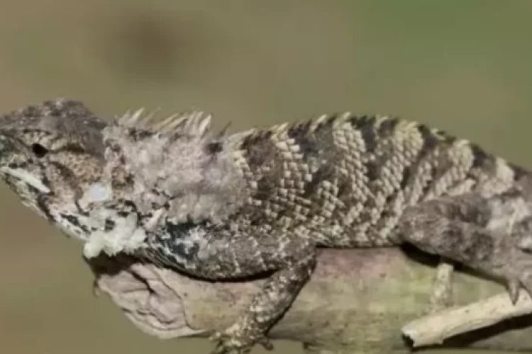 Nueva especie de iguana es descubierta en China
