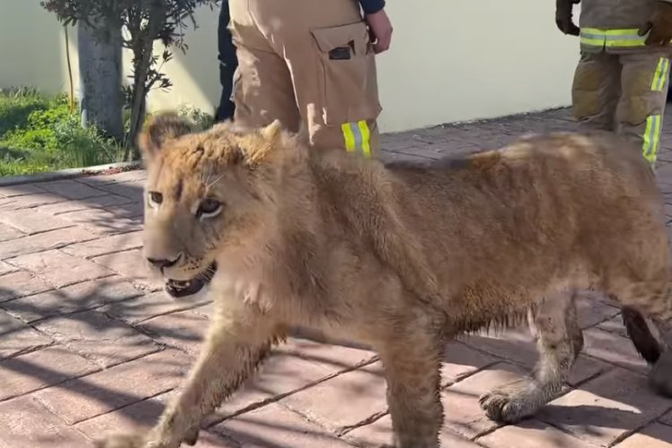 Encuentran a león caminando en calles de Xonacatlán, EDOMEX