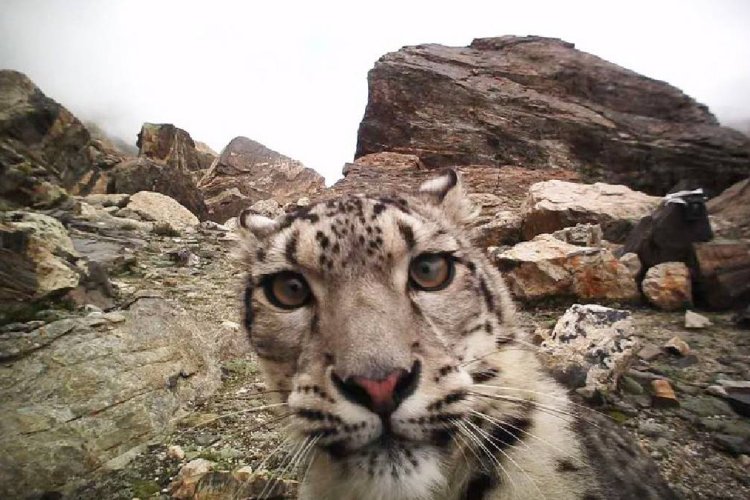 Reciente reaparición del leopardo de las nieves en el Tíbet
