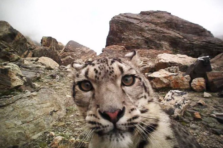 Reciente reaparición del leopardo de las nieves en el Tíbet
