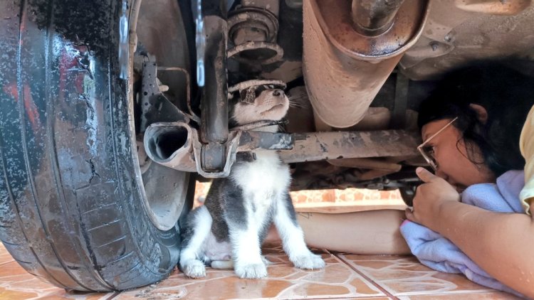 Bomberos rescataron a perrito husky que quedó atorado en la suspensión de un auto en Jalisco