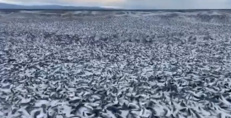 Reportan presencia de peces muertos en las costas de Japón