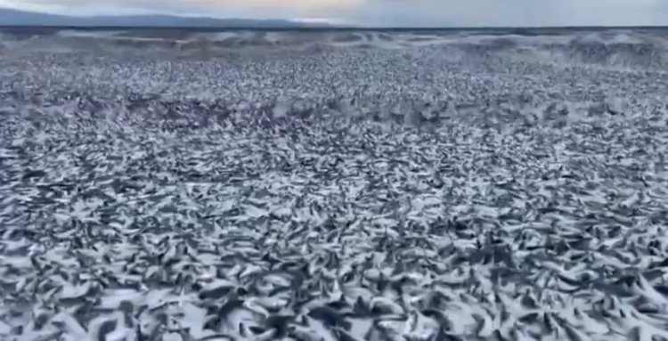 Reportan presencia de peces muertos en las costas de Japón