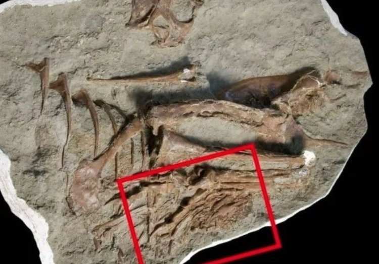 Encuentran alimento preservado en el estómago de un fósil de tiranosaurio