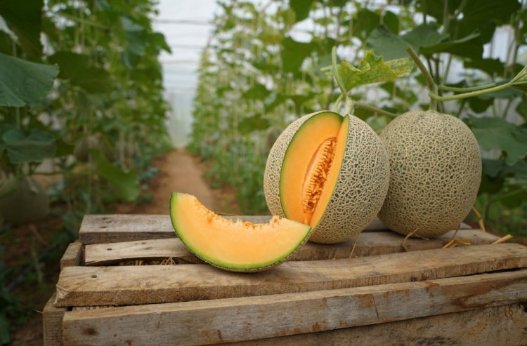 Cofepris cierra planta de melones relacionada con recientes brotes de salmonelosis