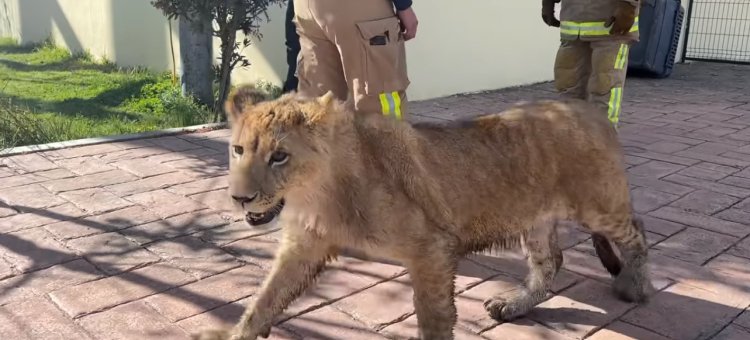 Encuentran a león caminando en calles de Xonacatlán, EDOMEX