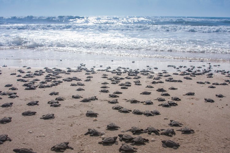 Playa mexicana es considerada área natural protegida