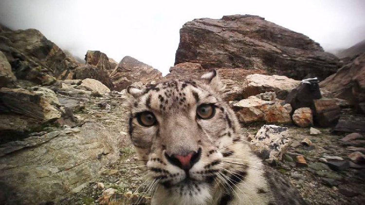 Reciente reaparición del leopardo de las nieves en el Tíbet