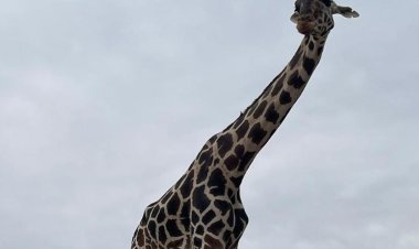 La jirafa Benito ya tiene un nuevo hogar tras denuncias de maltrato animal