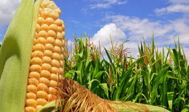 Cambio climático y sequías extremas afectan la cosecha de maíz en Puebla