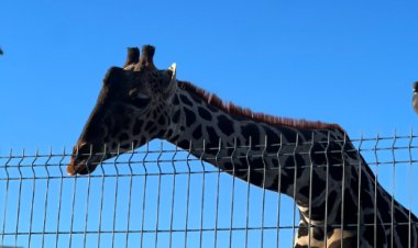 Profepa retiene a la Jirafa Benito en Chihuahua