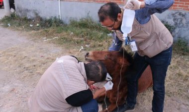 Rescatan a caballo que era golpeado por su dueño en Puebla