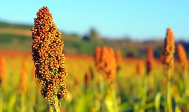 Iniciará siembra de sorgo en la frontera de Tamaulipas