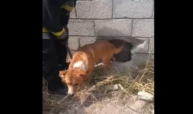 Rescatan a perro que se atoró entre dos muros en Hidalgo