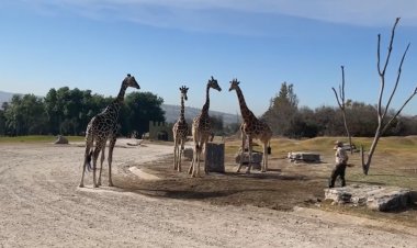 Jirafa Benito conoció a su nueva familia en Africam Safari, Puebla