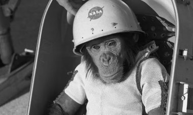 Hoy se conmemoran 63 años desde que Ham se convirtió en el primer primate en el espacio