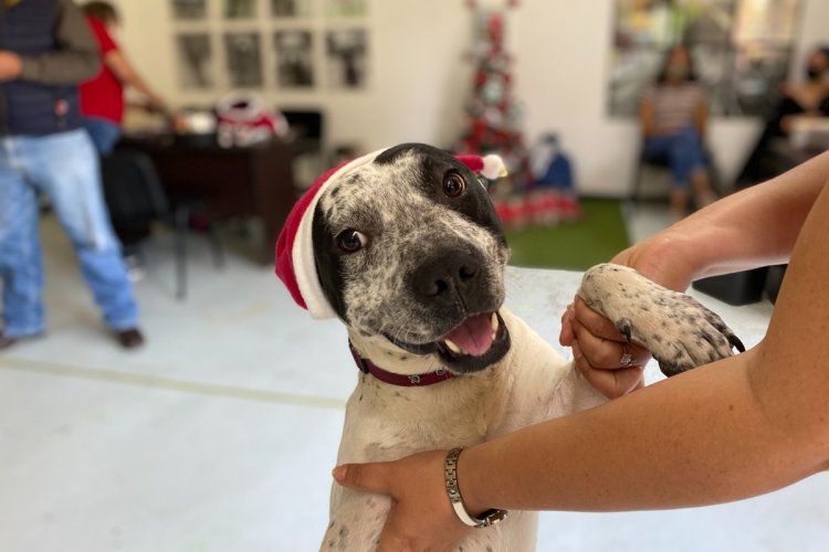 Perritos ayudarán a los Reyes Magos a entregar cartas virtuales