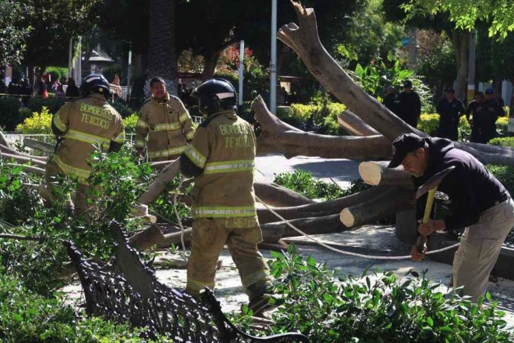 Árbol se desploma en el centro de Texcoco, Edomex y deja varios heridos
