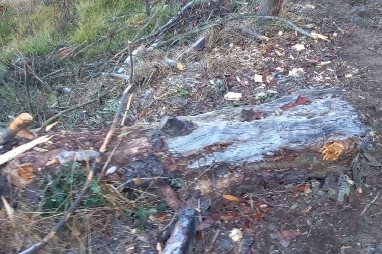 Denuncian tala de árboles en cerro de San Mateo Oxtotitlán, Toluca