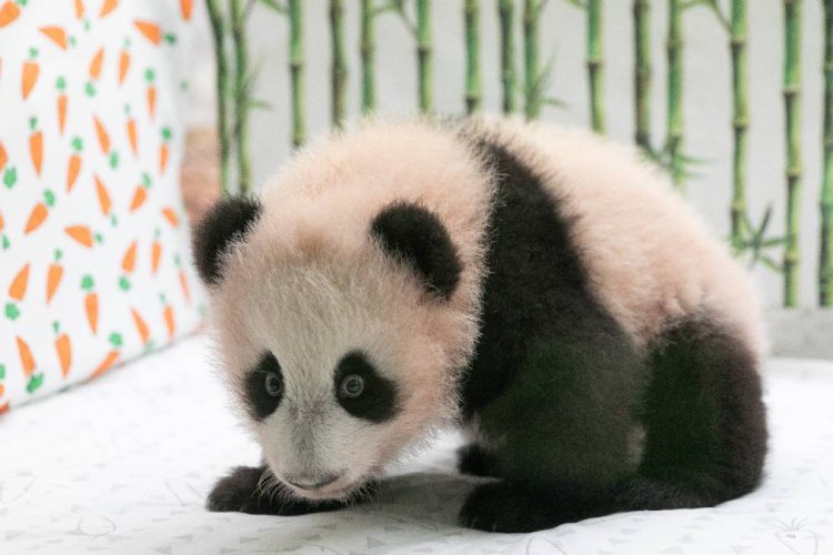 Escogen nombre de primer cachorro de panda nacido en Rusia