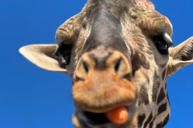 Estiman que el traslado de la jirafa Benito a Africam Safari durará tres días