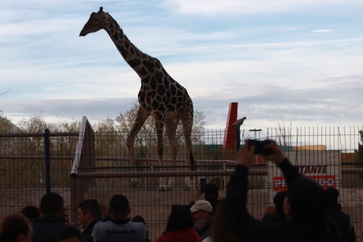 Jirafa Benito comenzó su traslado a Africam Safari en Puebla