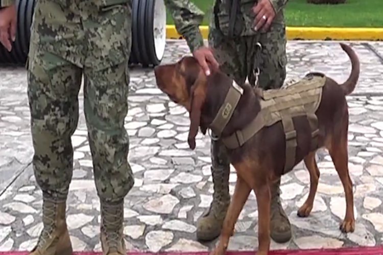 Jubilan a perrita Max, reconocida por ayudar en la captura de Rafael Caro Quintero