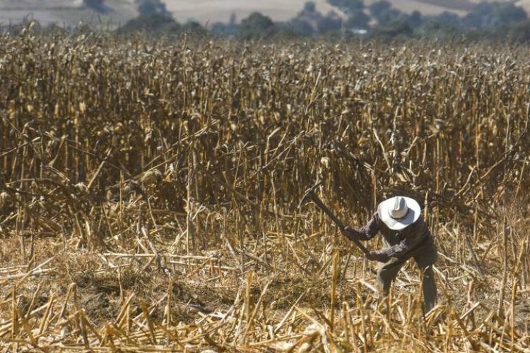 Opinión: Crisis agrícola y dependencia alimentaria
