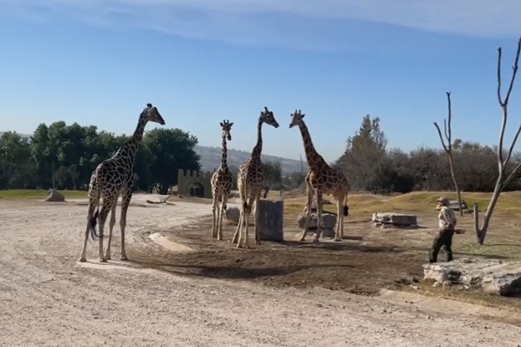 Jirafa Benito conoció a su nueva familia en Africam Safari, Puebla