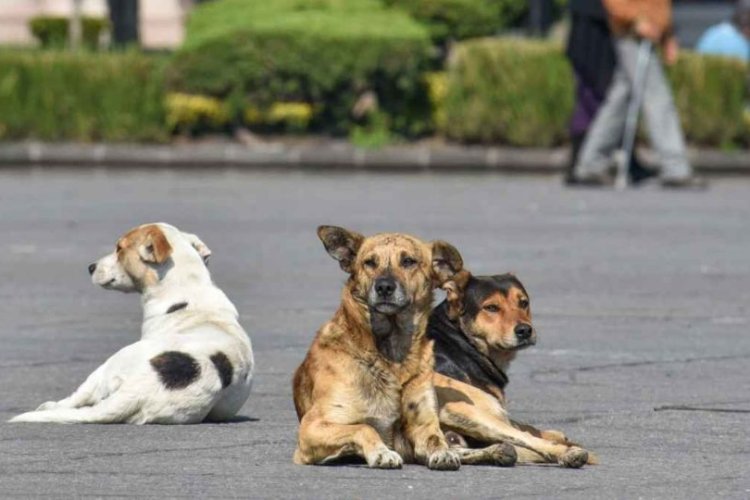 Proponen red mexiquense de veterinarias para animales de compañía y en situación de calle