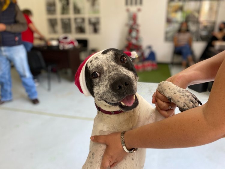 Perritos ayudarán a los Reyes Magos a entregar cartas virtuales