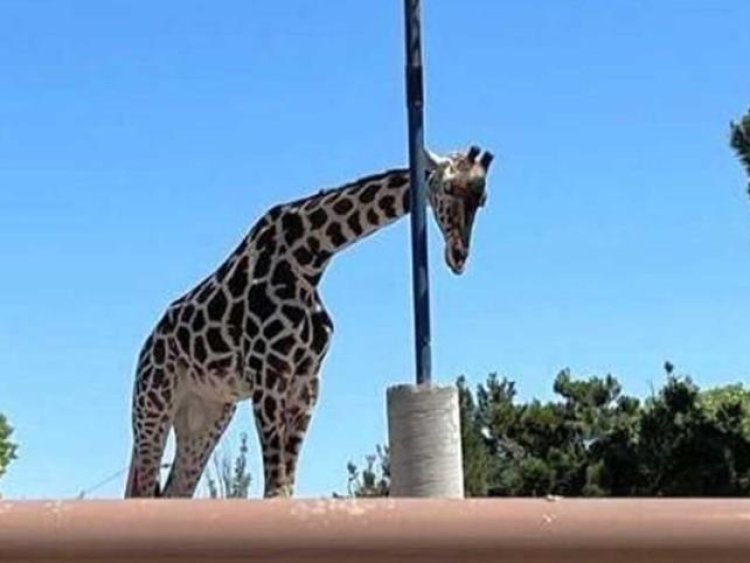 Lograron rescatar a la jirafa Benito tras sufrir maltrato en Chihuahua