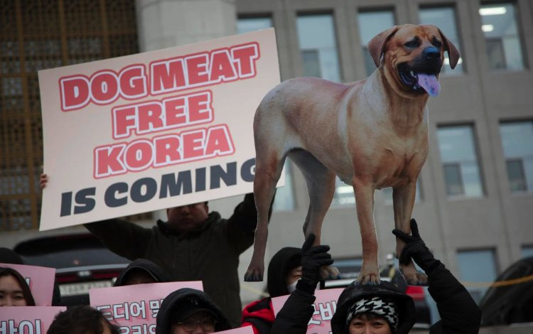 Prohibirán la venta y consumo de carne de perro en Corea del Sur