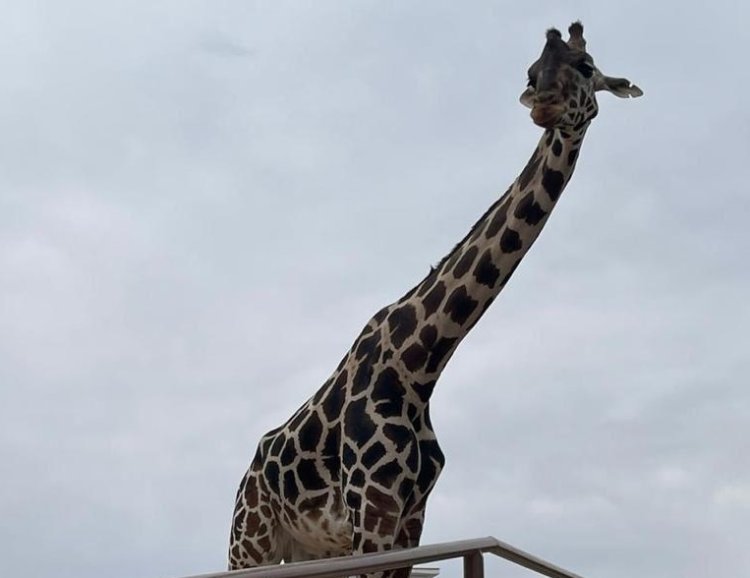 La jirafa Benito ya tiene un nuevo hogar tras denuncias de maltrato animal