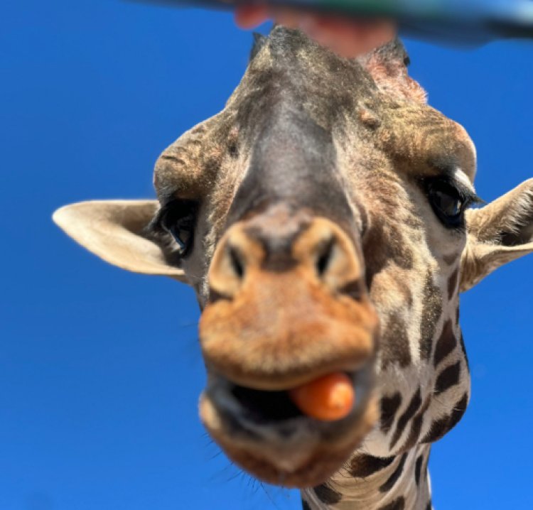 Estiman que el traslado de la jirafa Benito a Africam Safari durará tres días